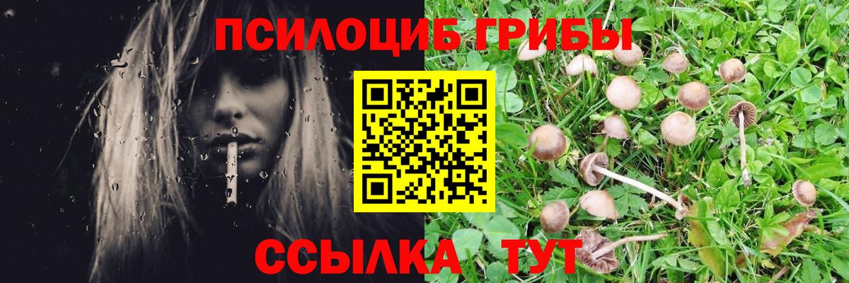 Кингисепп  Галлюциногенные грибы прущие грибы  Галлюциногенные грибы Cubensis  Вход с VPN 
